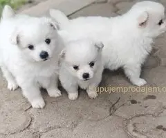 Nemački špic, štenci snežno bele boje