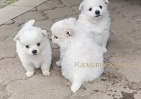 Nemački špic, štenci snežno bele boje - 2/6