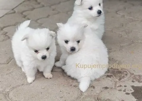 Nemački špic, štenci snežno bele boje - 3/6