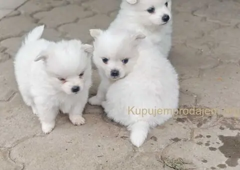 Nemački špic, štenci snežno bele boje - 4/6