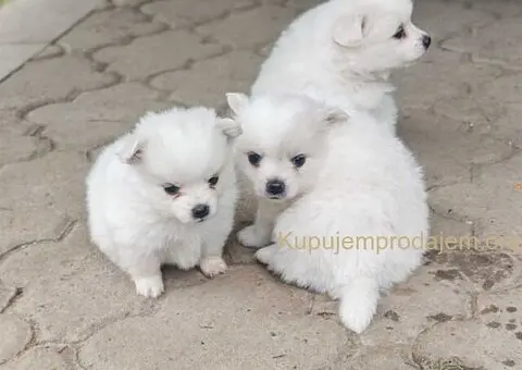 Nemački špic, štenci snežno bele boje - 5/6