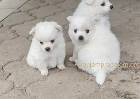 Nemački špic, štenci snežno bele boje - 6/6