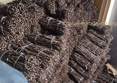 NA PRODAJU: Isečena Loza 1 KLASE za Kalemljenje (Kober BB) - 1/8