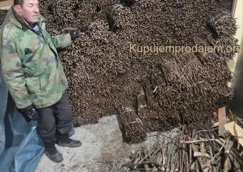 NA PRODAJU: Isečena Loza 1 KLASE za Kalemljenje (Kober BB) - 4/8