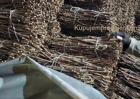 NA PRODAJU: Isečena Loza 1 KLASE za Kalemljenje (Kober BB) - 6/8