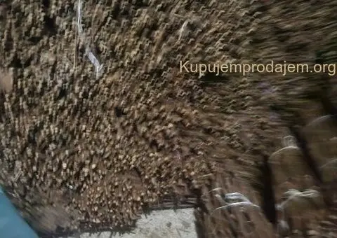 NA PRODAJU: Isečena Loza 1 KLASE za Kalemljenje (Kober BB) - 7/8