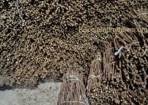 Isečena Loza 1 KLASE za Kalemljenje - 1/5