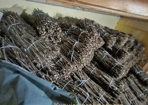 Isečena Loza 1 KLASE za Kalemljenje - 3/5