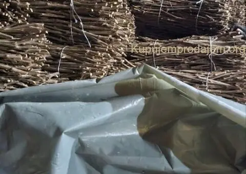 Isečena Loza 1 KLASE za Kalemljenje - 4/5