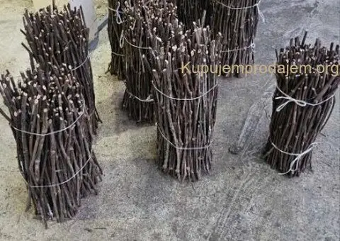 Isečena Loza 1 KLASE za Kalemljenje - 5/5