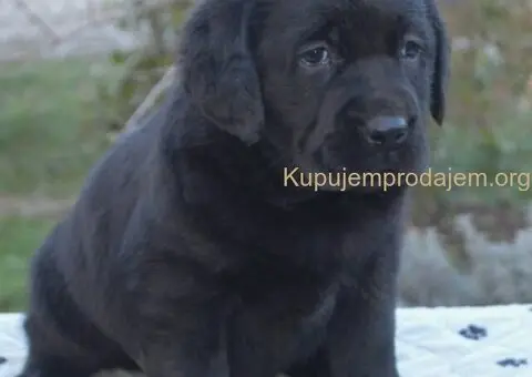 Na prodaju štenci labrador retrivera crne boje