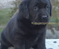 Na prodaju štenci labrador retrivera crne boje