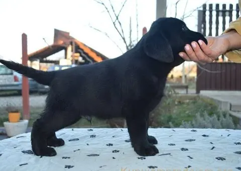 Na prodaju štenci labrador retrivera crne boje - 2/2