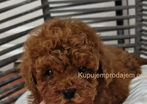 Registrovana odgajivacnica Hopy queen poodle - 1/6