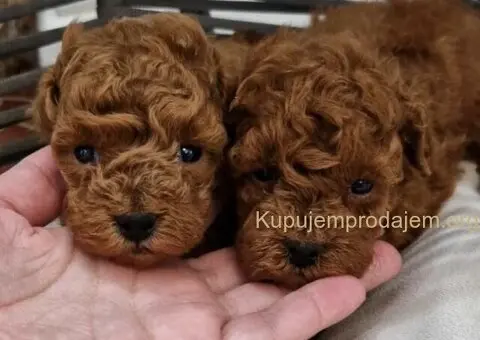 Registrovana odgajivacnica Hopy queen poodle - 2/6