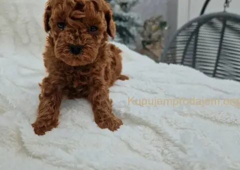 Registrovana odgajivacnica Hopy queen poodle - 4/6