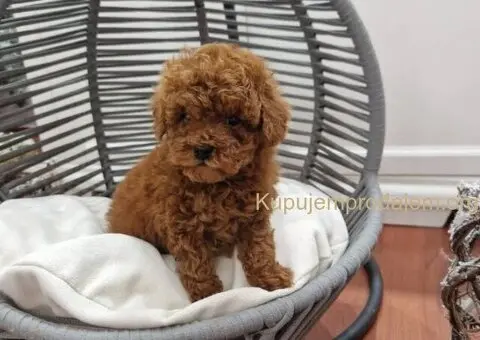 Registrovana odgajivacnica Hopy queen poodle - 5/6