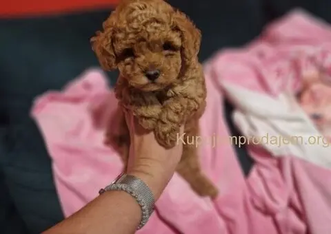 Toy pudle maleni mečići spremni za preuzimanje - 1/3