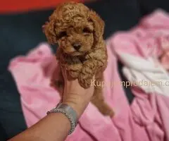 Toy pudle maleni mečići spremni za preuzimanje