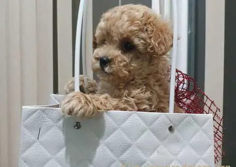 Toy pudle maleni mečići spremni za preuzimanje - 2/3