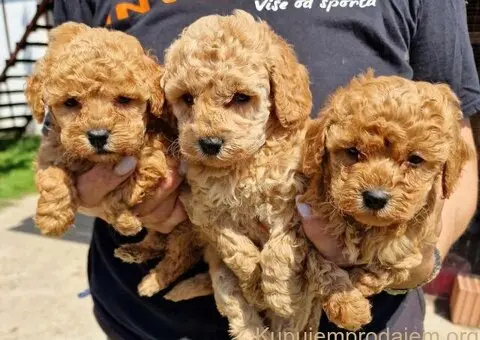 Toy pudle maleni mečići spremni za preuzimanje - 3/3