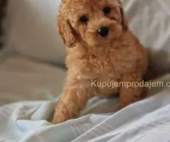 Crvene pudle toy, od oba roditelja u mom vlasnistvu