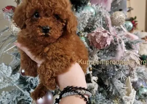 Crvene pudle toy, od oba roditelja u mom vlasnistvu - 2/3