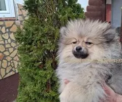 Stenci pomeranskog spica