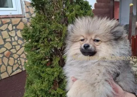 Stenci pomeranskog spica - 2/5