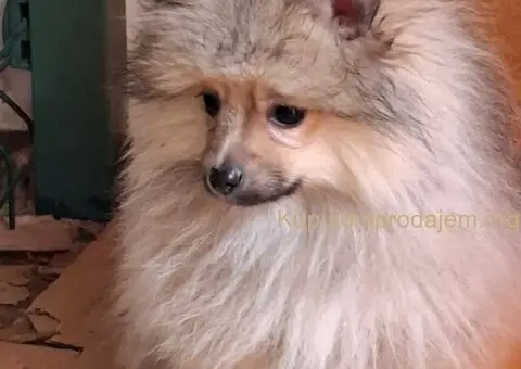 Stenci pomeranskog spica - 3/5