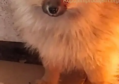 Stenci pomeranskog spica - 4/5