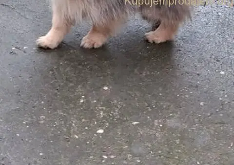 Stenci pomeranskog spica - 5/5