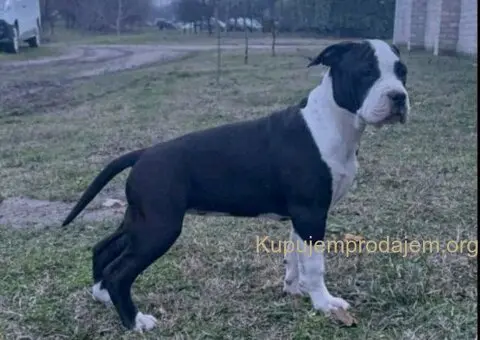 Američki stafordski terijer mužjak I ženka - 1/8
