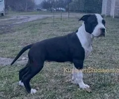 Američki stafordski terijer mužjak I ženka