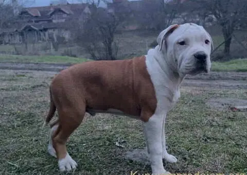 Američki stafordski terijer mužjak I ženka - 4/8