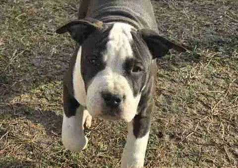 Američki stafordski terijer mužjak I ženka - 5/8