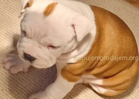 Američki stafordski terijer mužjak I ženka - 6/8