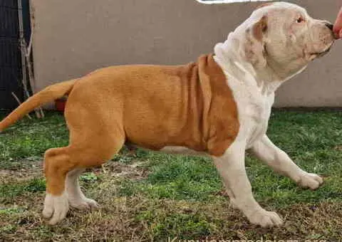 Američki stafordski terijer mužjak I ženka - 7/8