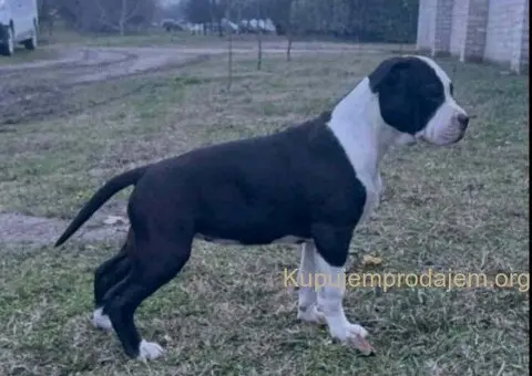 Američki stafordski terijer mužjak I ženka - 8/8