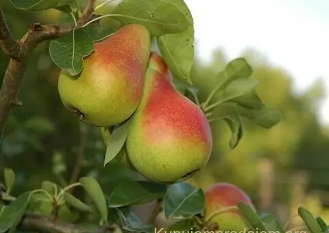Kvalitetne sertifikovane vocne sadnice iz Rasadnika Antic - 1/7