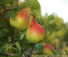 Kvalitetne sertifikovane vocne sadnice iz Rasadnika Antic