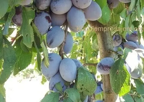 Kvalitetne sertifikovane vocne sadnice iz Rasadnika Antic - 3/7