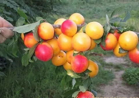 Kvalitetne sertifikovane vocne sadnice iz Rasadnika Antic - 4/7