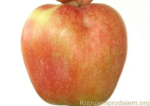 Kvalitetne sertifikovane vocne sadnice iz Rasadnika Antic - 5/7