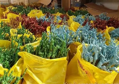 Kvalitetne sertifikovane vocne sadnice iz Rasadnika Antic - 6/7