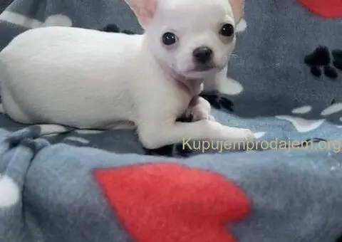 Mini CIVAVE  oba pola kratkodlaki i dugodlaki - 1/5