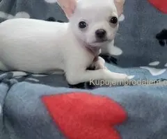 Mini CIVAVE  oba pola kratkodlaki i dugodlaki