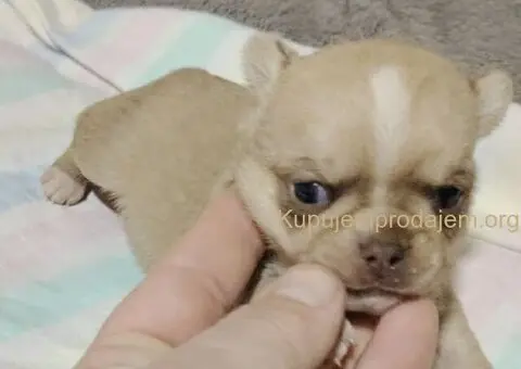 Mini CIVAVE  oba pola kratkodlaki i dugodlaki - 2/5