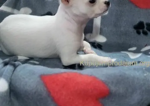 Mini CIVAVE  oba pola kratkodlaki i dugodlaki - 3/5