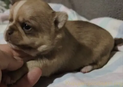 Mini CIVAVE  oba pola kratkodlaki i dugodlaki - 4/5